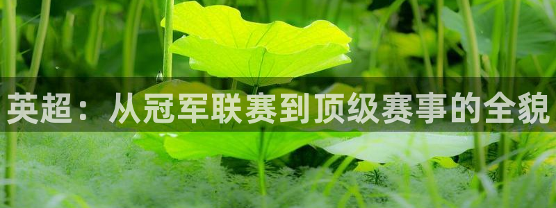 英超：从冠军联赛到顶级赛事的全貌